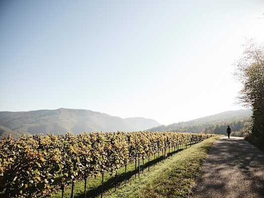 Der Welterbesteig in der Wachau stellt eine attraktive Mehrtageswanderung entlang der Donau dar.