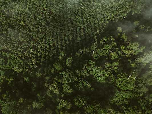 Urwaldaufnahme mit der Drohne auf Borneo