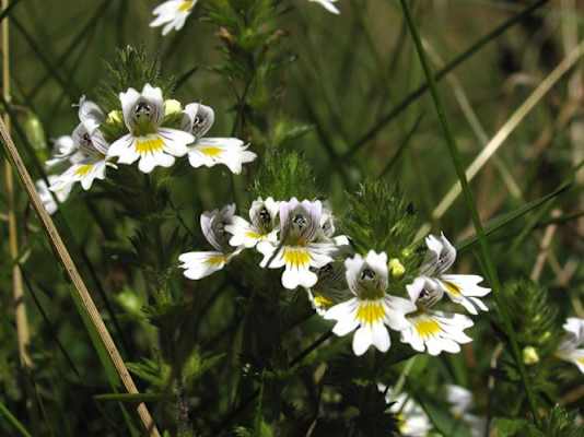 Heilkräuterweg Aflenz in der Steiermark: Augentrost