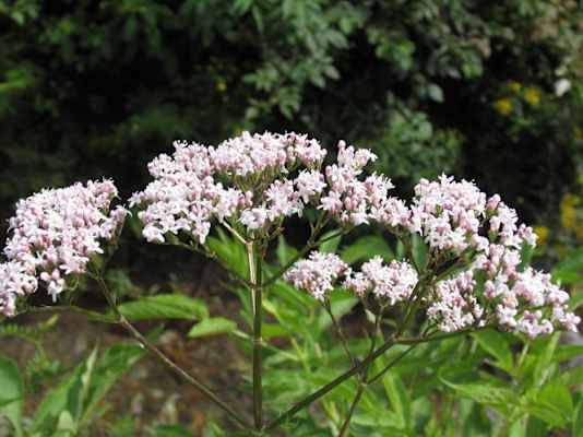 Heilkräuterweg Aflenz in der Steiermark: Baldrian