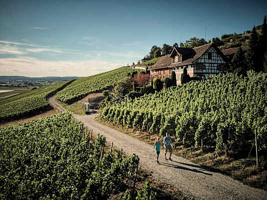 Die Weinberge im Thurgau in der Schweiz laden zu gemütlichen Spaziergängen ein.