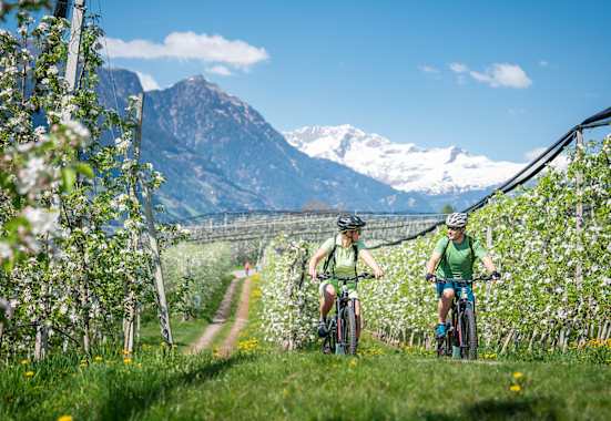 Zwei Mountainbiker fahren durch eine blühende Apfelplantage, im Hintergrund die schneebedeckte Bergwelt der Südtiroler Alpen.