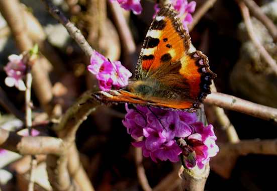 Seidelbast, Seidelbastgewächse: Blütezeit: März – Mai. Nicht nur was fürs Auge, sondern vor allem auch für die Nase ist der giftige Seidelbast mit seinem betörenden Duft, der wohl auch den „Kleinen Fuchs“ angelockt hat.