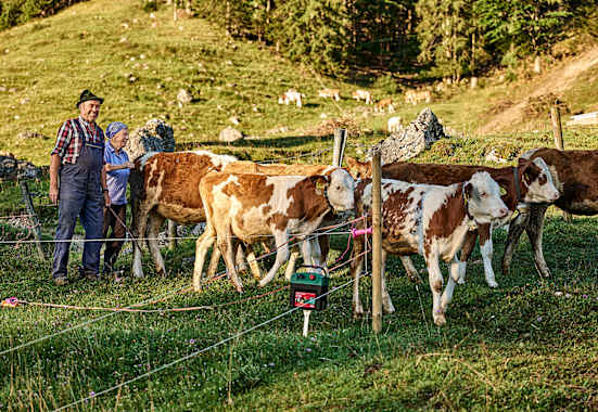 Bergbauern, Kühe, Weide