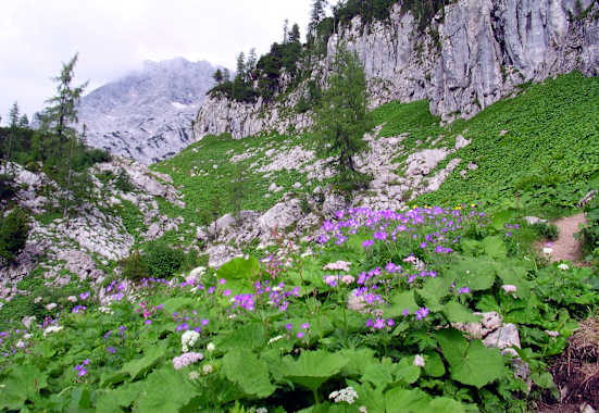 Alpenflora im Toten Gebirge bei der Pühringer Hütte