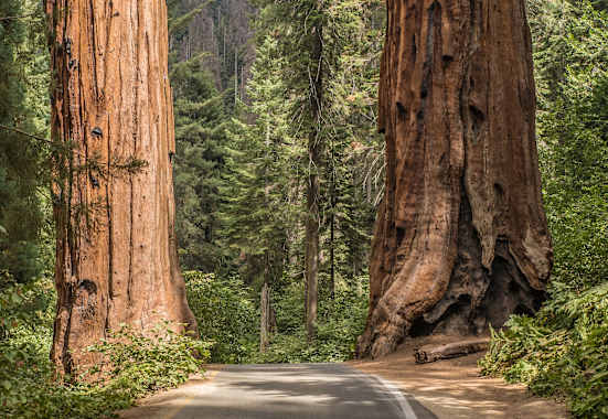 Mammutbäume in der kalifornischen Sierra Nevada
