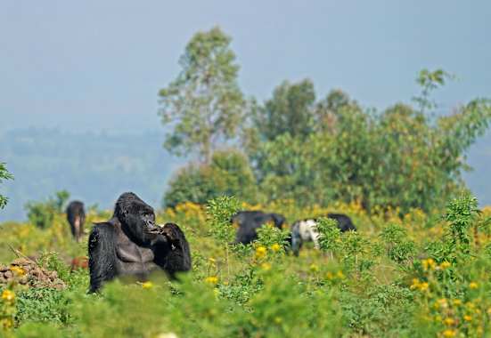 Virungas Berggorillas Reise