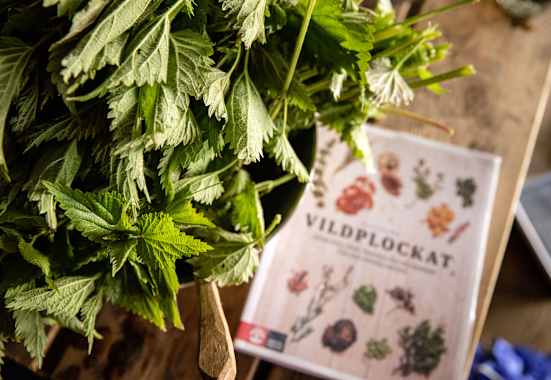 Camping Rezepte Brennnessel