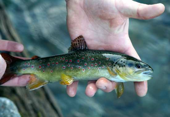 Bachforelle Fliegenfischen Zillertal