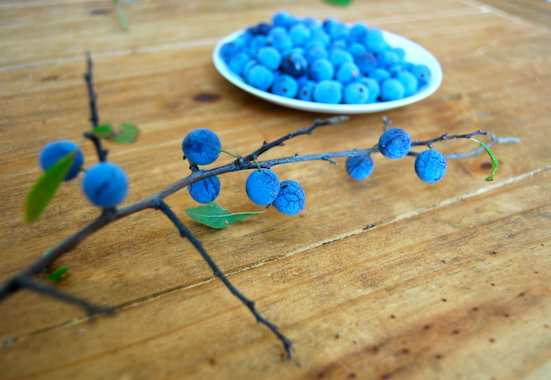 Der Schlehdorn, auch als Schlehendorn, Schlehe, Heckendorn, Schwarzdorn oder Deutsche Akazie bezeichnet, zählt zu den Steinobstgewächsen innerhalb der Familie der Rosengewächse