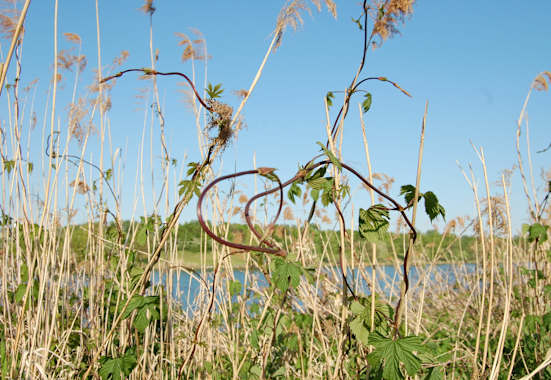 Selbstgemacht: Wilder Spargel