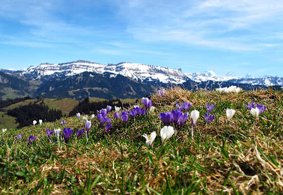 Krokusse auf Rämisgummen – Im Hintergrund die verschneite Schratteflue und Berner Alpen