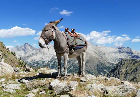Mit dem Esel durch die französischen Alpen