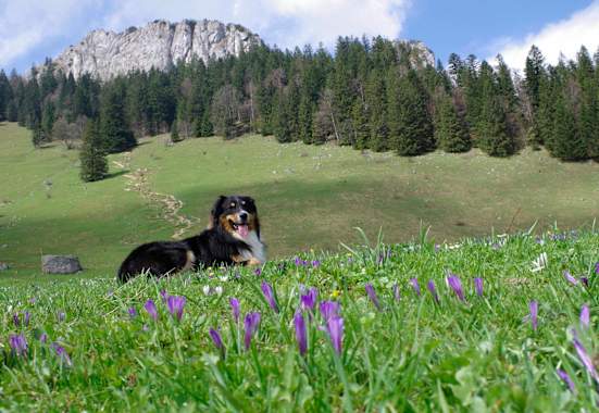 Heuberg: Wandern mit Hund