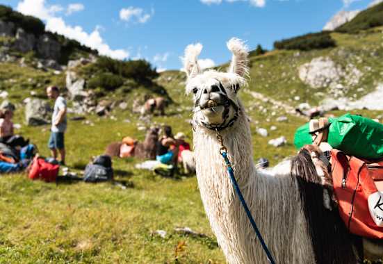 Wandern mit Lamas