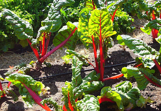 Mangold mit rotem Stiel