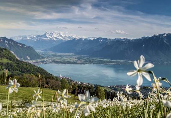 Der Narzissenweg: Blütenpracht und sagenhafte Aussicht auf den Genfersee