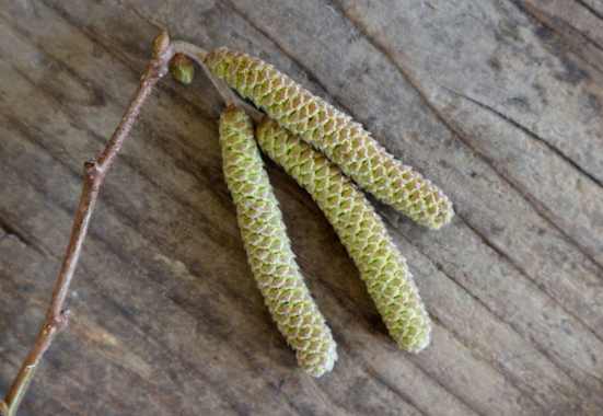 Öffnen sich die Haselkätzchen im Frühling, dann werden die vielen Einzelblüten sichtbar