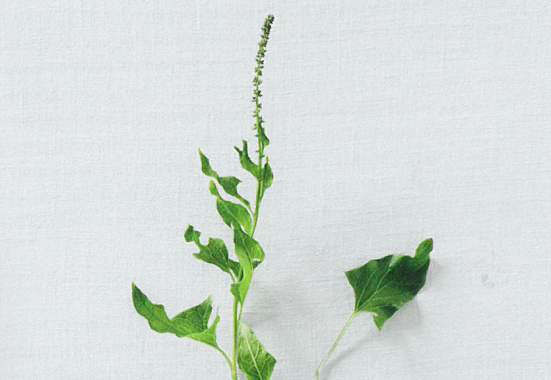 Alpine Delikatesse: Guter Heinrich