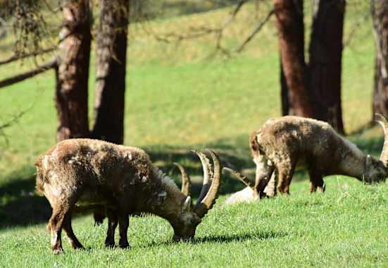 Steinböcke direkt am Dorfrand von Pontresina