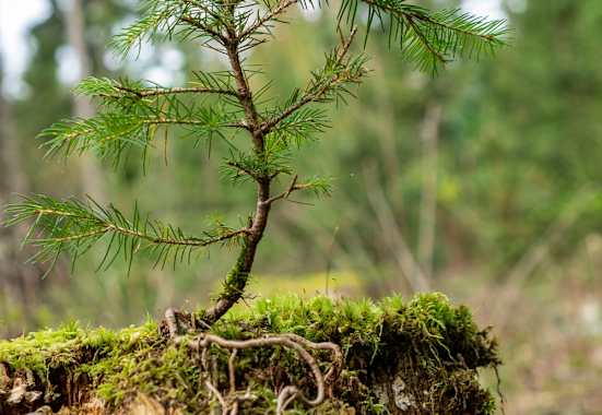 Terra-Mater-Wald-Setzling