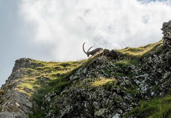 Den Steinbock bekommt man am Steinbock-Trek am Brienzer Rothorn häufig zu Gesicht.