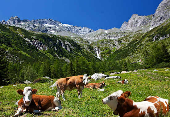 Kühe auf Alm: Almenrunde im Ahrntal in Südtirol