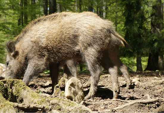 Wildschnwein Bayerischer Wald