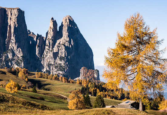 Herbstzauber auf der Seiser Alm: Zwischen goldgelben Lärchen recken sich die schroff-grauen Dolomitengipfeln in den Himmel.