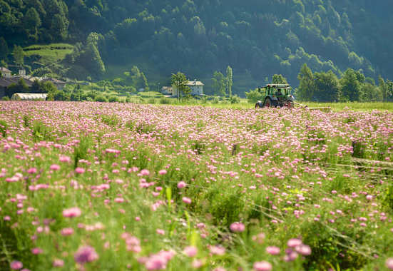 Ein Traktor auf der Kräuterwiese