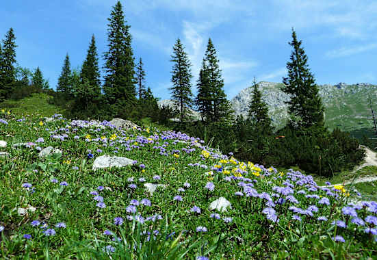 Blumenvielfalt im Karwendel