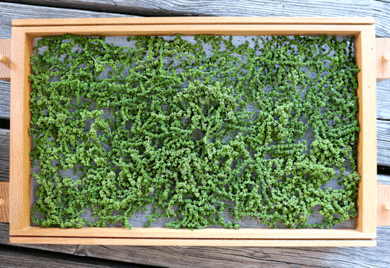 Für den Winter Vorrat können Brennnessel-Samen einfach selbst getrocknet werden.