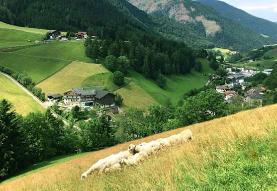 Villnösser Brillenschafe auf ihrer Weide im Tal