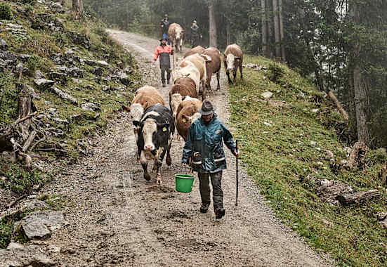 Der Almabtrieb am Ende des Sommers gehört der Tradition der Bergbauern an.