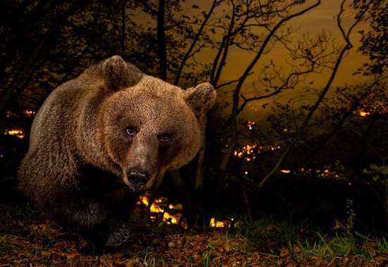 ServusTV Bergwelten Doku mit Horst Eberhöfer, Bär Brenta