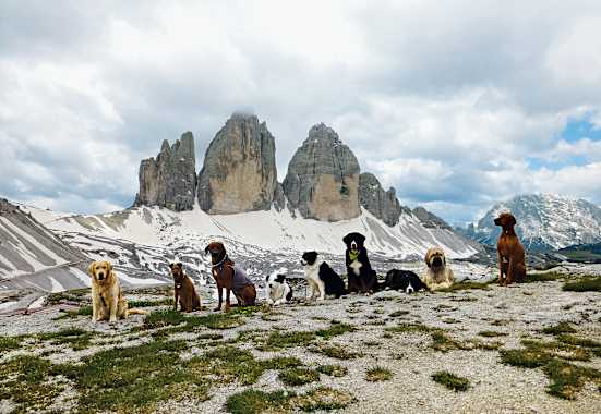 Neun Hunde vor den Drei Zinnen in den Dolomiten.
