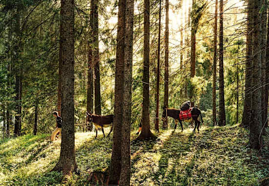 Eselwanderung im Wald.