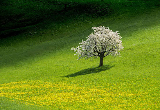 Schweiz: Kirschbaum im Fricktal