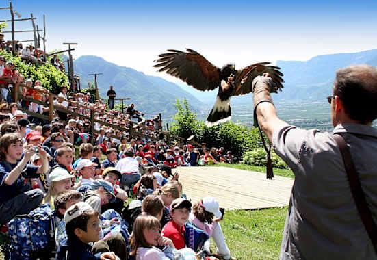 Greifvogel bei Flugschau vom Pflegezentrum für Vogelfaune schloss Tirol