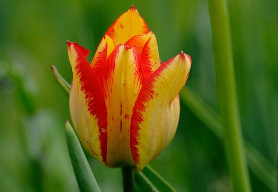 Grengjer Tulpe: Chalberweid im Wallis