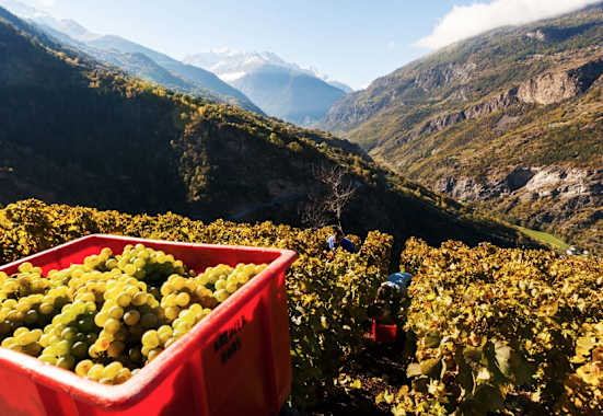 Gspon im Wallis: Europas höchster Weinberg