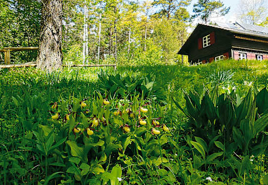 Orchideenparadies auf dem Hasenbuck: Wandern in Schaffhausen in der Schweiz
