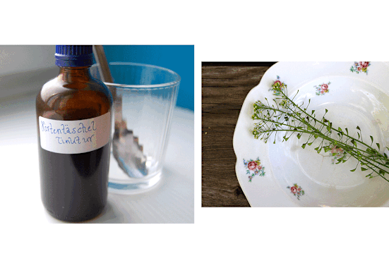 Capsella Bursa-Pastoris: Heilpflanze Hirtentäschel