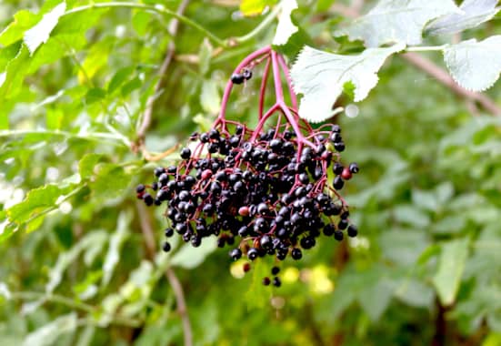 Der Holunder (Sambucus) zählt zur Familie der Moschuskrautgewächse und ist ab Ende Juli erntereif