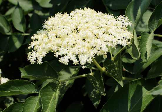 Holunderblüten