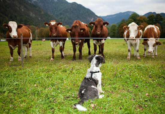 Hund und Kühe im Salzburger Land