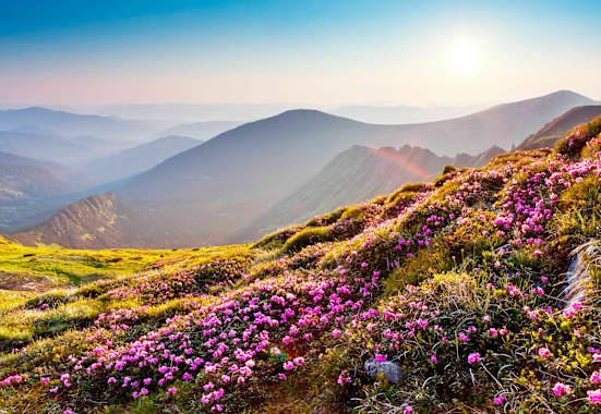 Allergie in den Alpen