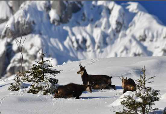 Gämsen sind gut an die winterlichen Bedingungen im Hochgebirge angepasst.