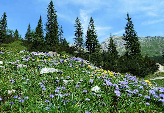 Blumenpracht im Naturpark Karwendel
