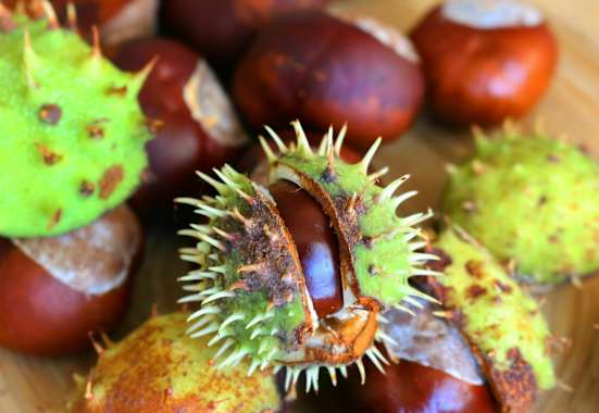 Herbstgruß: Kastanien